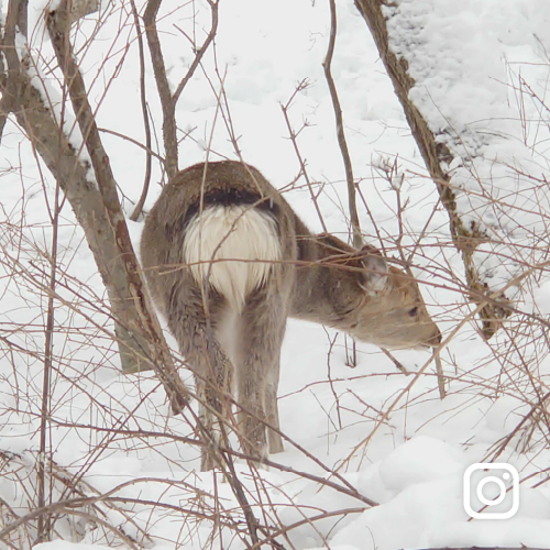 インスタグラム投稿イメージ 雪の森の中で奥を見つめるエゾシカ